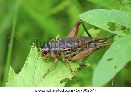 a kind of cricket insects on green leaf in the wild