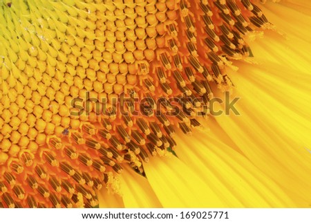 closeup of sunflower in a plantation, north china