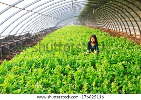 LUANNAN COUNTY, CHINA - JANUARY 15: Technical personnel looking carefully at the celery, in a vegetable greenhouses, January 15, 2014,luannan county, hebei province, china.