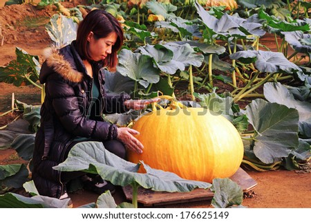 LUANNAN COUNTY, CHINA - JANUARY 15: Technical personnel looking carefully at the giant pumpkin, in a vegetable greenhouses, January 15, 2014,luannan county, hebei province, china.