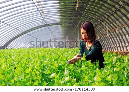 LUANNAN COUNTY - JANUARY 15: Technical personnel looking carefully at the celery, in a vegetable greenhouses, January 15, 2014,luannan county, hebei province, china.