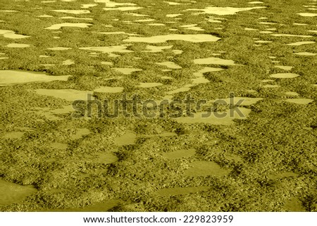 tidal flats marsh landscape, closeup of photo, north china