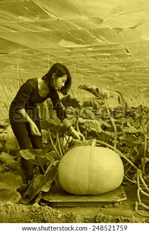 LUANNAN COUNTY - JANUARY 15: The technical personnel looking carefully at the giant pumpkin, in a vegetable greenhouses, January 15, 2014,luannan county, hebei province, china.