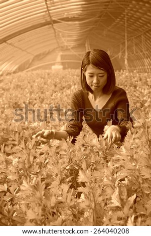 LUANNAN COUNTY - JANUARY 15: The technical personnel looking carefully at the celery, in a vegetable greenhouses, January 15, 2014,luannan county, hebei province, china.