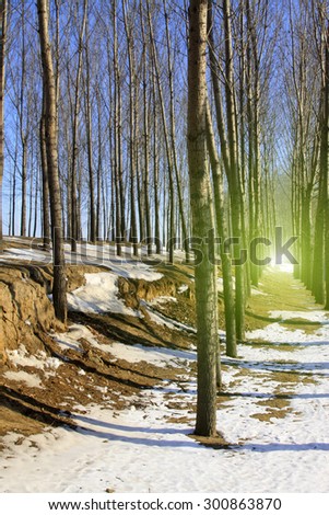 Forest land in the snow, closeup of photo