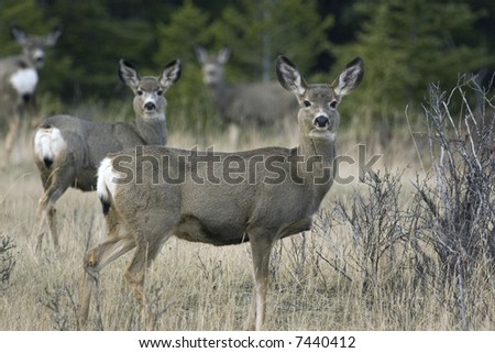 Female mule deer.