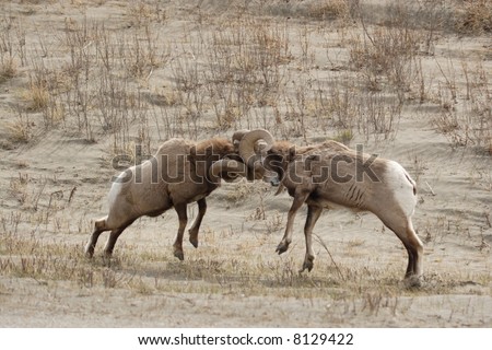 Two big horn sheep fighting.