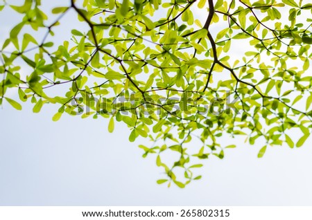 Beautiful Branches and leaves of background & texture of Terminalia ivorensis