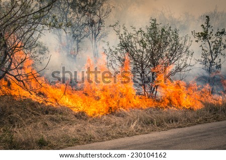 Bushfire burning at Kruger Park in South Africa - Disaster in bush forest with fire spreading in dry woods