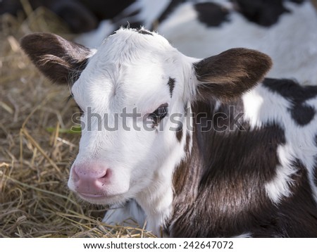 Calf birth day on the farm.