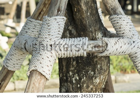 Support Rope Around Young Tree Trunk