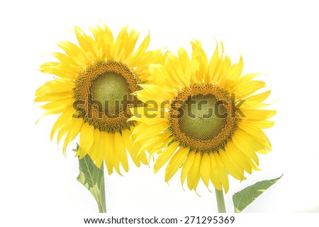 Flower, two flowers, sunflower White background