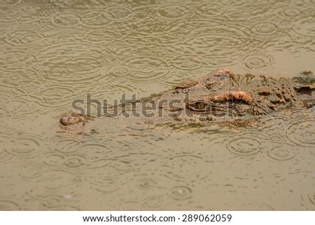 Reptile alligator floating in pond Zoo Thailand