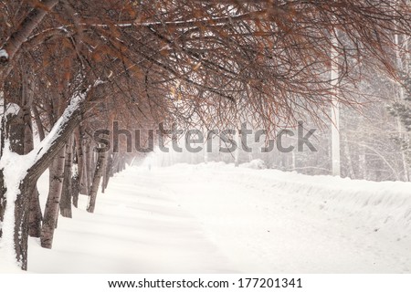 Beautiful snowy winter landscape with path way and frame with linden branch