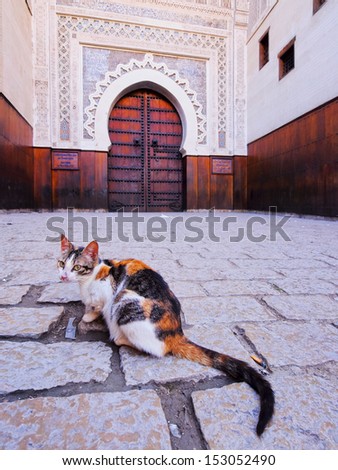 Cat in front of a typical moroccan door in the old medina of Fes, Morocco, Africa