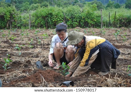 SALAVAN,LAO P D R - JULY 15 ; Unidentified visitors are planting new coffee trees in coffee farm at vangyawn village,july 15,2010,Lao Ngam,Salavan, Lao p d r
