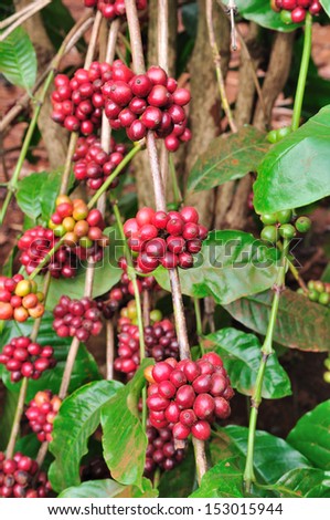 Robusta coffee berries on branches.