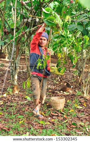 SALAVAN,LAO P D R - MARCH 2 ; Unidentified coffee farmer is harvesting coffee berries in his coffee farm at vangyawn village,March 2,2013,Lao Ngam,Salavan, Lao p d r