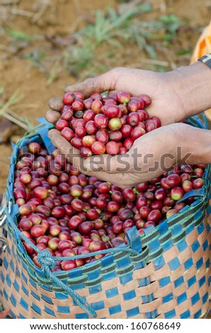 Close up arabica coffee berries on agriculturist hand.