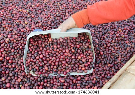red coffee berries in plastic cup