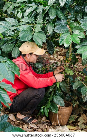 SALAVAN,LAO P D R - NOVEMBER 7,2014 ; Unidentified lavan ethnic coffee farmer is harvesting coffee berries at his coffee farm at vangyawn village,Lao Ngam,Salavan, Lao p d