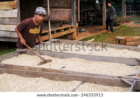 SALAVAN, LAO PDR - NOVEMBER 9: Unidentified coffee farmer using harrow for  drying arabica coffee beans in the sun( wet processing ),November 9, 2014 ,Salavan, Lao pdr.