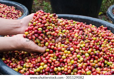 arabica coffee berries