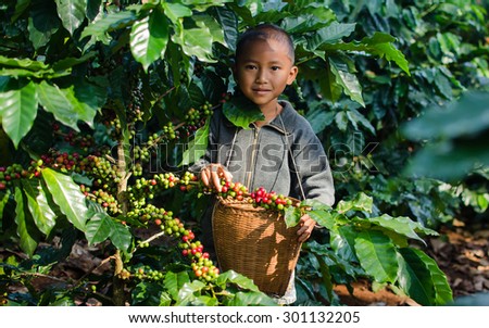 SALAVAN,LAO P D R - NOVEMBER 8,2014 ; Unidentified kid is harvesting coffee berries in the coffee farm at vangyawn village,Lao Ngam,Salavan, Lao p d
