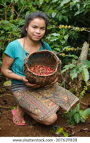 SALAVAN,LAO P D R - NOVEMBER 7,2014 ; Unidentified lavan ethnic coffee farmer is harvesting coffee berries at her coffee farm at vangyawn village,Lao Ngam,Salavan, Lao p d