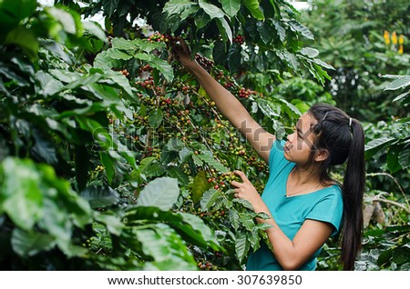 SALAVAN,LAO P D R - NOVEMBER 7,2014 ; Unidentified lavan ethnic coffee farmer is harvesting coffee berries at her coffee farm at vangyawn village,Lao Ngam,Salavan, Lao p d