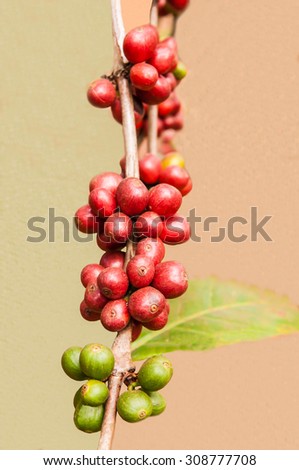 coffee berries isolated