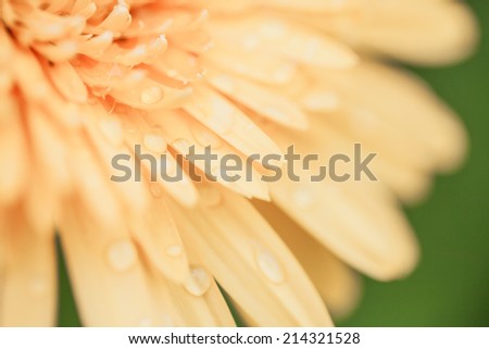 Macro of petals orange flower with water drop