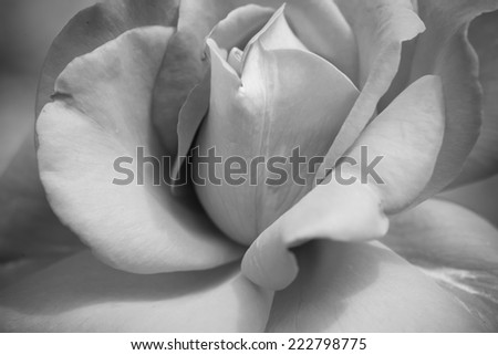 Close up red rose flower, black and white style