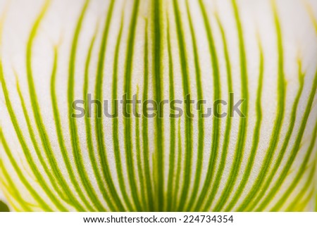 Close up macro flower texture