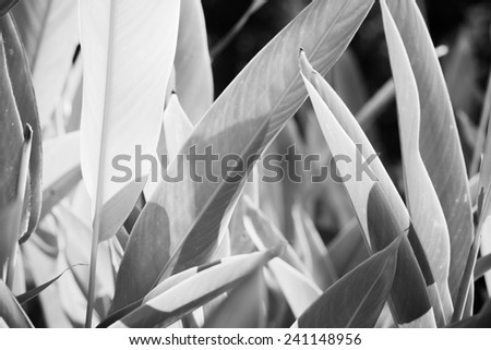 Abstract black and white plant