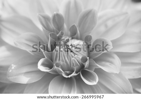 Close up macro beautiful black and white flower