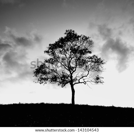 Lone Tree Black and White