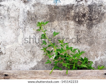 Plant growing on a rustic cement wall