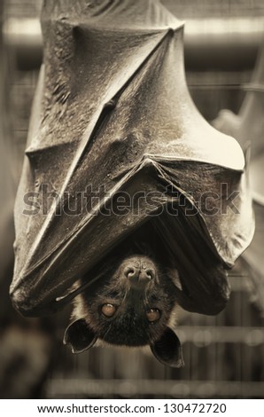 Bat hanging from a tree with wings wrapped around it\'s body