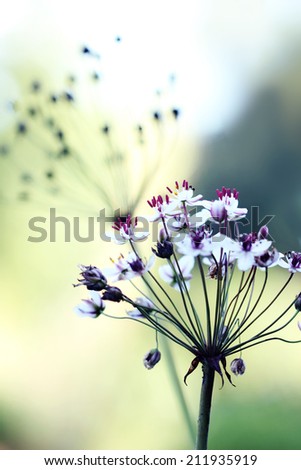 agapanthus light blurred background flower
