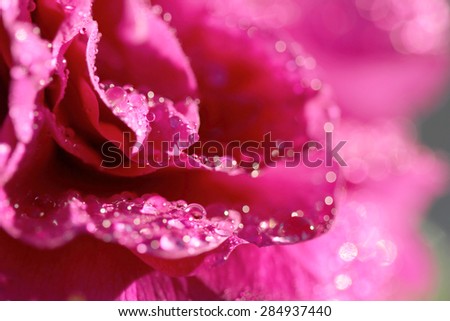 rose drops macro