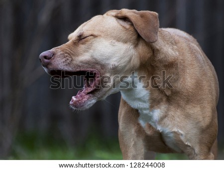 Beige dog showing emotion