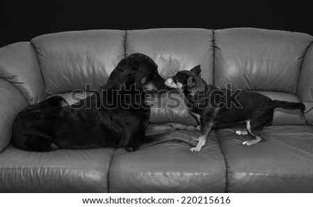 Big black dog and little black dog nose to nose on a couch in black and grey