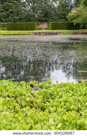 Garden pond formal gardens with water plants and moorhen