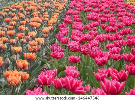 colorful flowers in Amsterdam Holland tulips