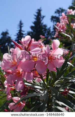 flower summer greetings postcard in love friendship and flower wishing oleander