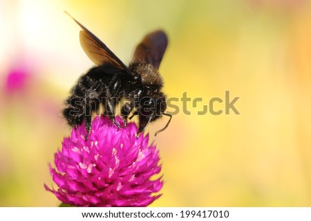 The violet carpenter bee, Indian Bhanvra (Xylocopa violacea)\
with enough copy space for your text on the vivid blurry background
