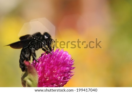 The violet carpenter bee, Indian Bhanvra (Xylocopa violacea)\
with enough copy space for your text on the vivid bokeh background