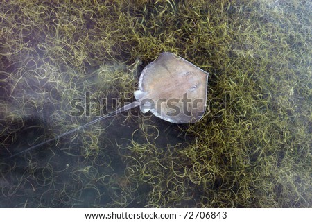 placencia, close up of a sting ray under water