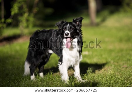 border collie outdoors on a summer day. Dogs tricks and sport